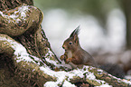 Eurasian red squirrel