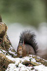 Eurasian red squirrel