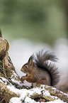 Eurasian red squirrel