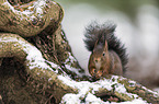 Eurasian red squirrel