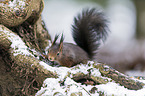 Eurasian red squirrel