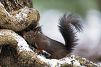 Eurasian red squirrel