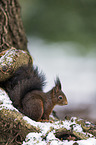 Eurasian red squirrel