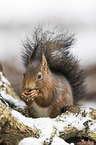 Eurasian red squirrel