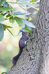 Eurasian red squirrel