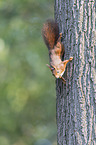 Eurasian red squirrel