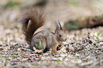 Eurasian red squirrel