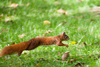 Eurasian red squirrel