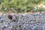 Eurasian red squirrel