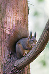 Eurasian red squirrel