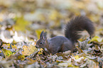 Eurasian red squirrel