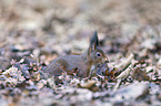 Eurasian red squirrel