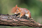 Eurasian red squirrel