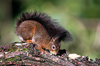 Eurasian red squirrel