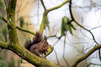 Eurasian red squirrel