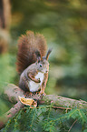 Eurasian red squirrel