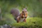 European Squirrel