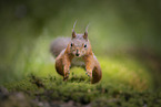 European Squirrel