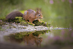 European Squirrel