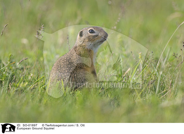 Europischer Ziesel / European Ground Squirrel / SO-01897