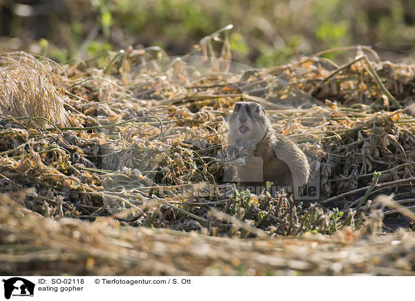 fressender Ziesel / eating gopher / SO-02118