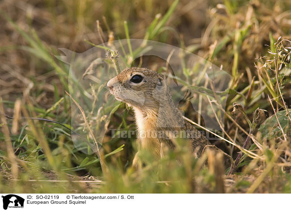 Europischer Ziesel / European Ground Squirrel / SO-02119