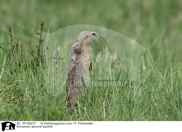 Europischer Ziesel / European ground squirrel / FF-06271