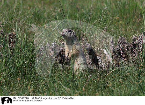 Europischer Ziesel / European ground squirrel / FF-06276