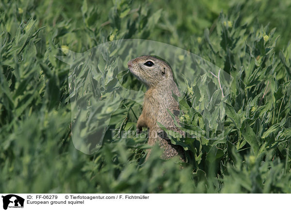 Europischer Ziesel / European ground squirrel / FF-06279