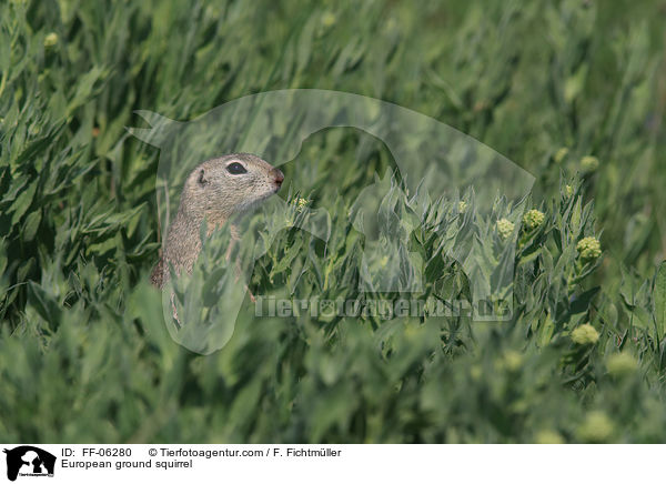 Europischer Ziesel / European ground squirrel / FF-06280