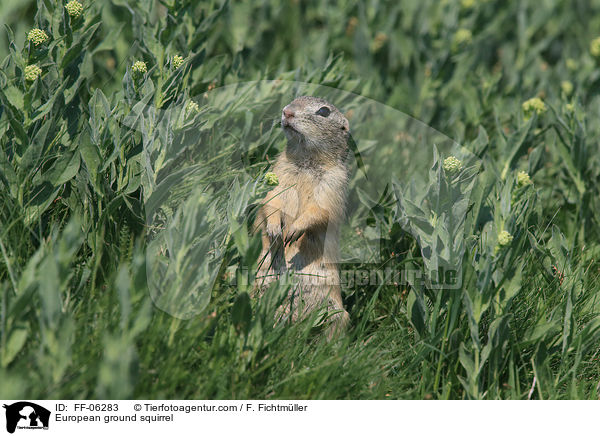 Europischer Ziesel / European ground squirrel / FF-06283