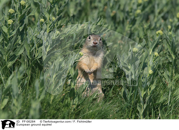 Europischer Ziesel / European ground squirrel / FF-06284