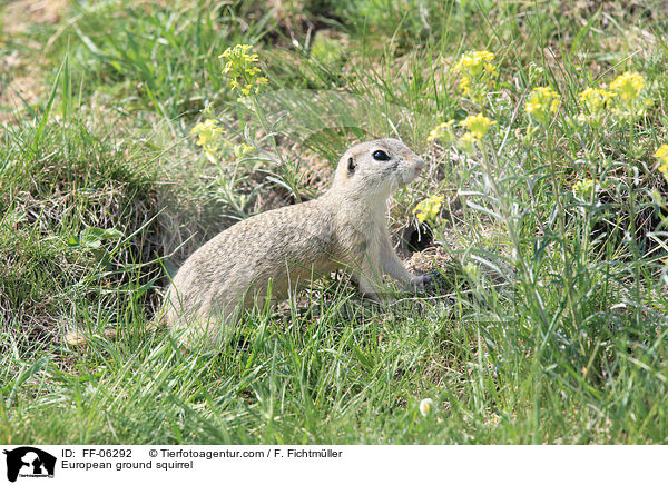 Europischer Ziesel / European ground squirrel / FF-06292