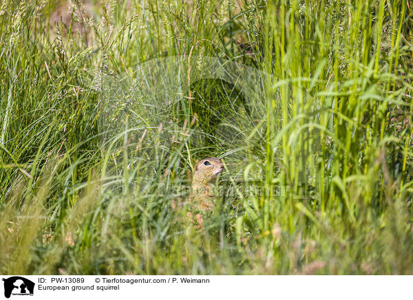 Europischer Ziesel / European ground squirrel / PW-13089