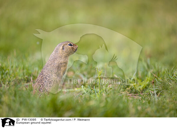 Europischer Ziesel / European ground squirrel / PW-13095