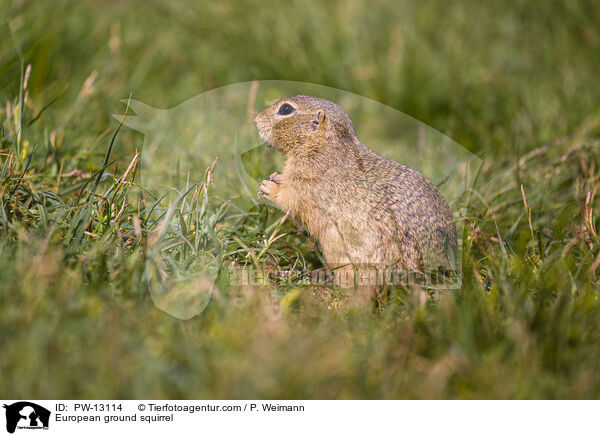 Europischer Ziesel / European ground squirrel / PW-13114