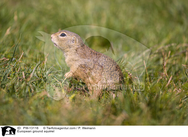 Europischer Ziesel / European ground squirrel / PW-13116