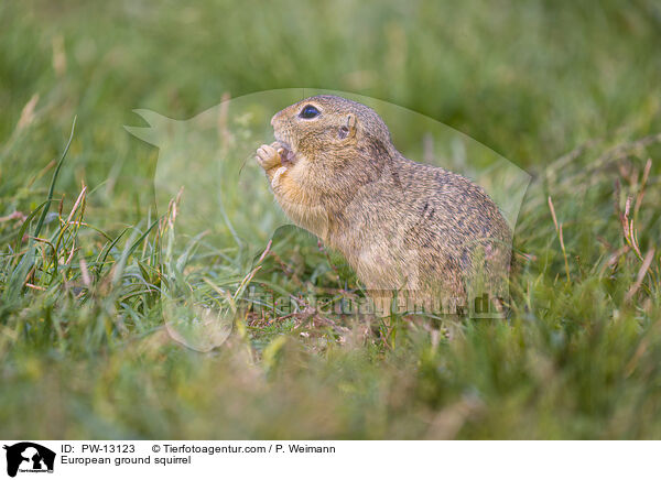 Europischer Ziesel / European ground squirrel / PW-13123