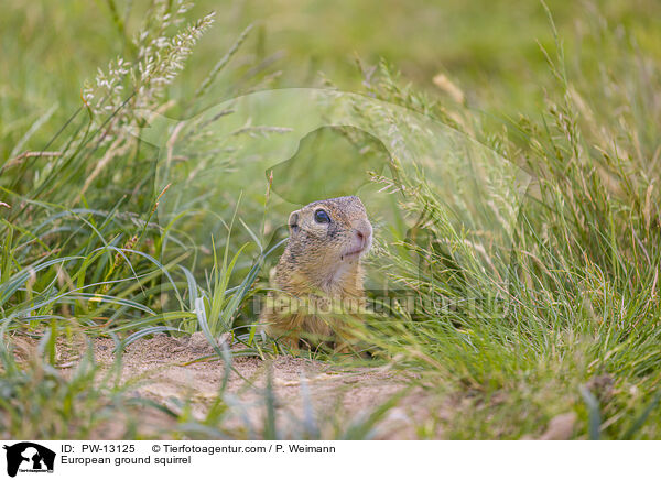 European ground squirrel / PW-13125