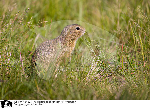 Europischer Ziesel / European ground squirrel / PW-13132