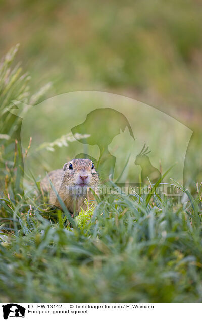 European ground squirrel / PW-13142