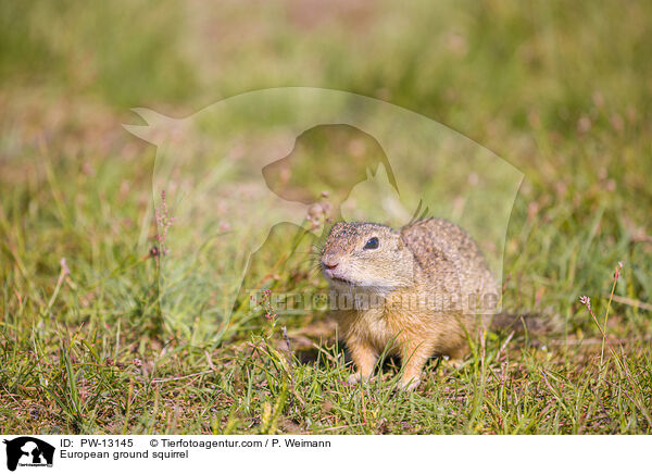 Europischer Ziesel / European ground squirrel / PW-13145