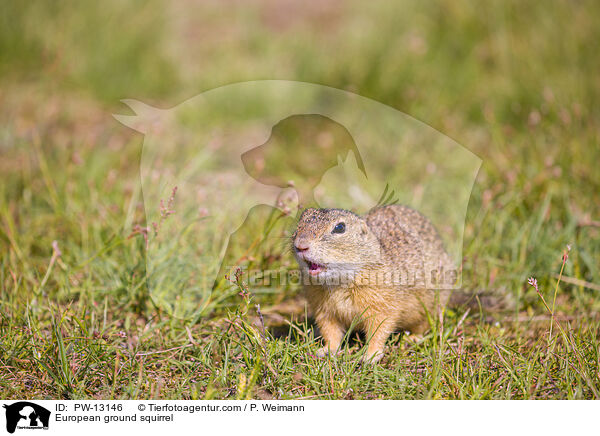 Europischer Ziesel / European ground squirrel / PW-13146