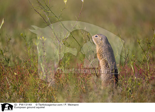 Europischer Ziesel / European ground squirrel / PW-13149