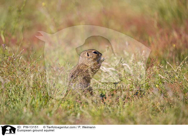 Europischer Ziesel / European ground squirrel / PW-13151