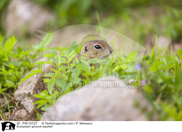 European ground squirrel / PW-15727