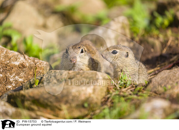 European ground squirrel / PW-15753