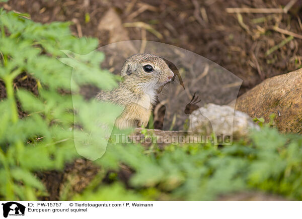 European ground squirrel / PW-15757