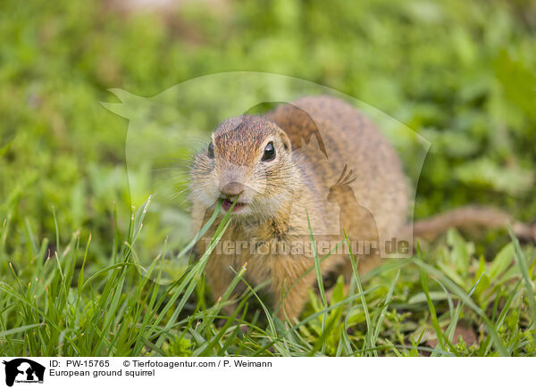 European ground squirrel / PW-15765