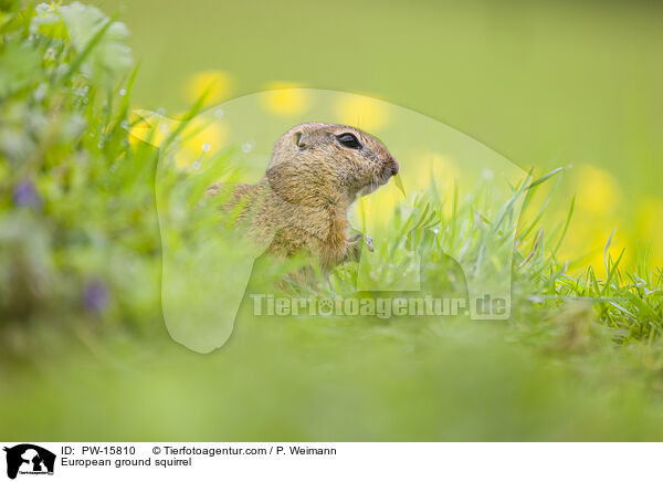 European ground squirrel / PW-15810